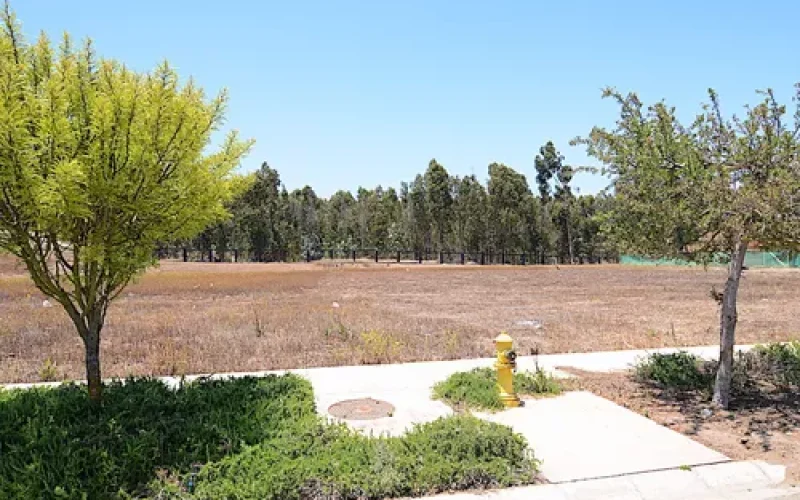 D_NQ_NP_705384-MLC81333803447_122024-O